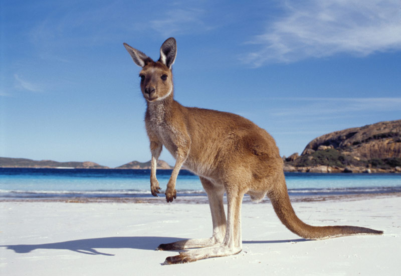 Kangaroo on an Australian beach