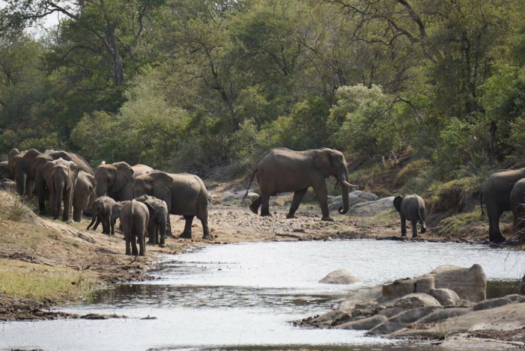 South Africa safari at Kruger National Park elephants