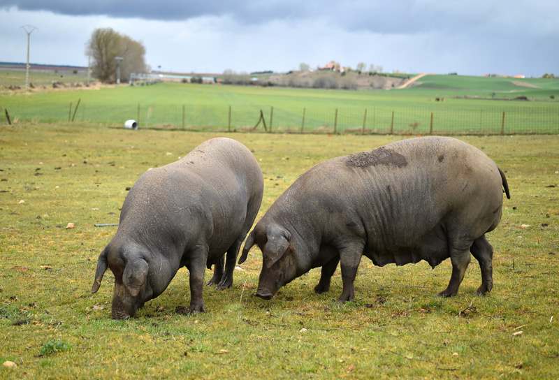 Black Iberian Pig - Kid's learn about Portugal