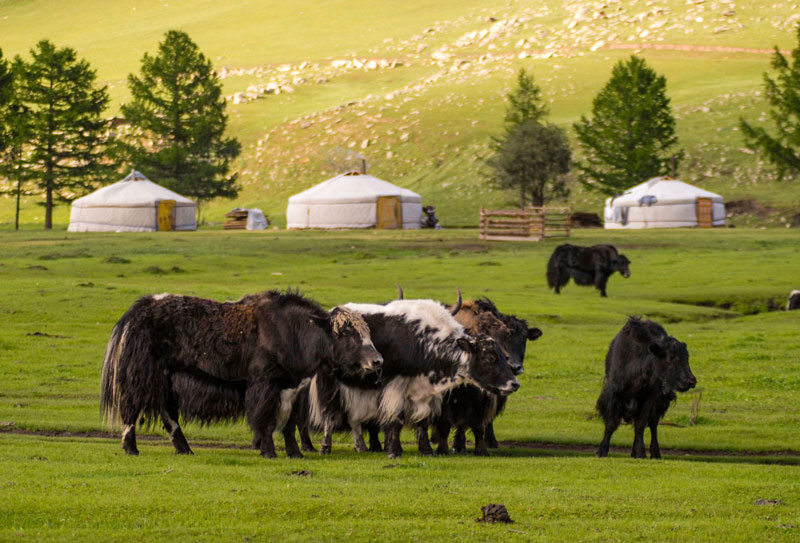 Yak and ger (yurt) in Mongolia - Image from Canva