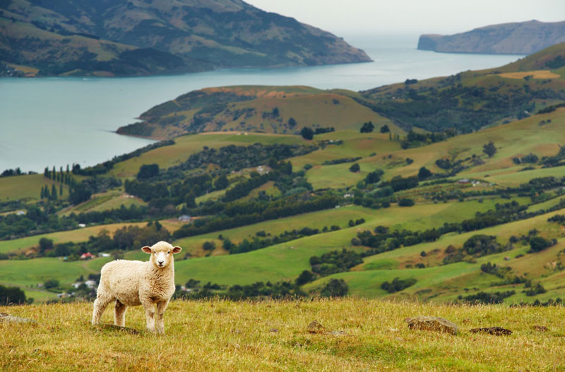 Banks Peninsula, New Zealand - Kids learn facts about New Zealand