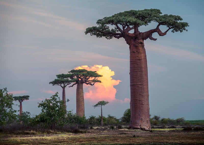 Baobab trees at sunset. Madagascar. - Image from Canva.com - Kids learn about Madagascar
